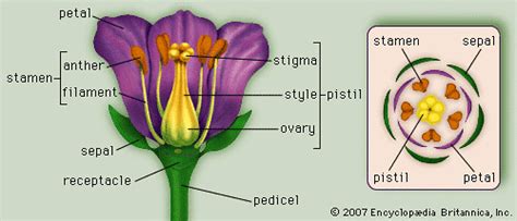 Diagram Male And Female Organs Of Flower Biology Lab Exam 2