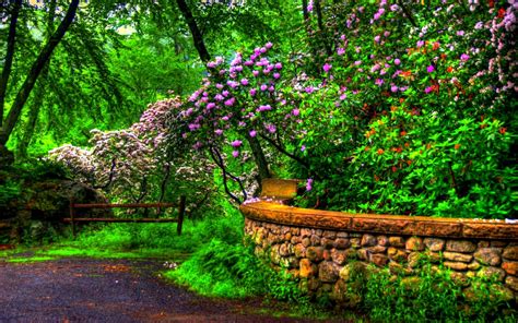 Download Hdr Wall Tree Flower Park Nature Spring Hd Wallpaper