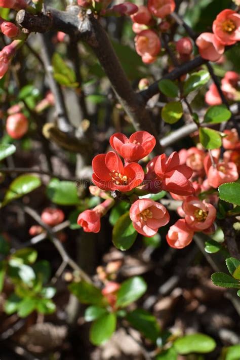 Japanese Quince Chaenomeles Japonica Stock Image Image Of Pink