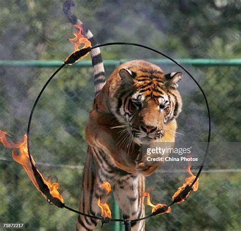 Tiger Jumping Through Hoop Photos And Premium High Res Pictures Getty