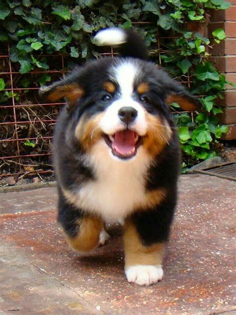 17 Best Images About Bernese Mountain Dogs On Pinterest