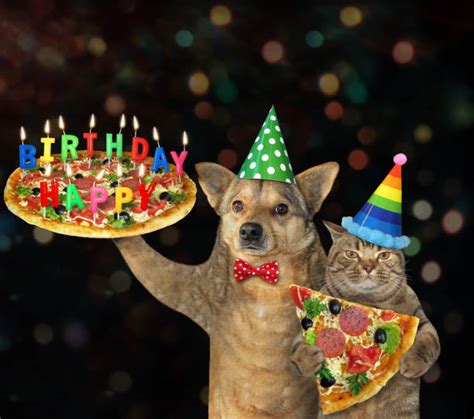 Happy Birthday Dog And Cat Images