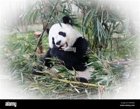 Gigante Hambriento Oso Panda Comiendo Bambú Fotografía De Stock Alamy
