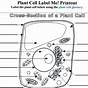 Plant Cell Worksheet