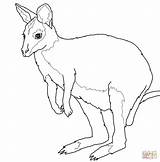 Wallaby Coloring Printable Drawing Animals Australian Supercoloring Silhouettes Kangaroos Categories sketch template