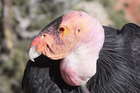 Dark plumage and a naked, orange head. California Condor - BirdWatching