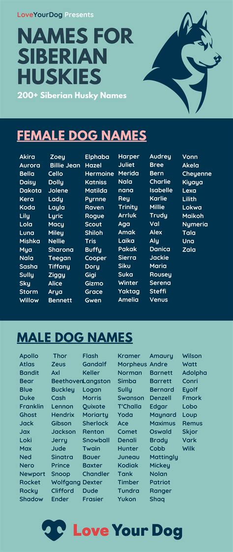 Siberian Husky Dog Names 200 Different Male And Female Names