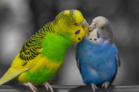 It could be to find out what his or her personality will be like, if your budgie will be a. For budgies brains beat brawn in mating game - Cosmos Magazine
