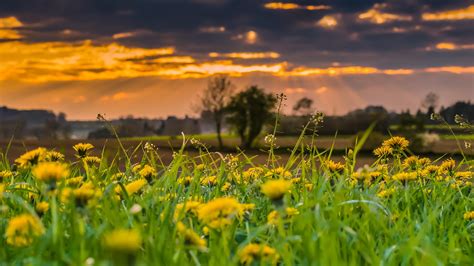 Meadow Of Flowers And Grass Wallpaper