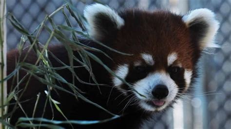 Saskatoon Zoos Popular Red Panda Moving Cbc News