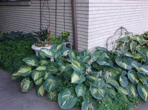 Photo Of The Entire Plant Of Hosta Great Expectations Posted By