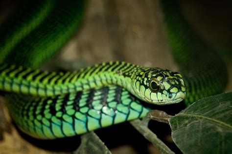 Dealing With Wildlife Snakes Explorersweb