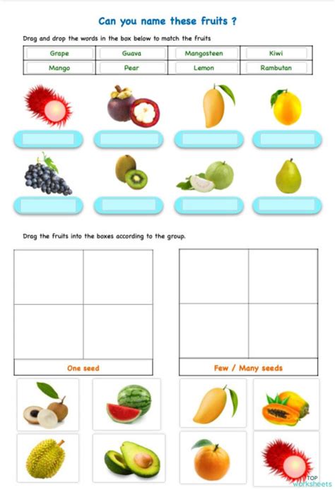 Fruits And Seeds Interactive Worksheet Topworksheets