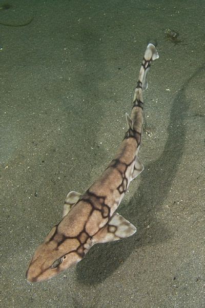Chain Shark A Small Spotted Shark That Has A Characteristic