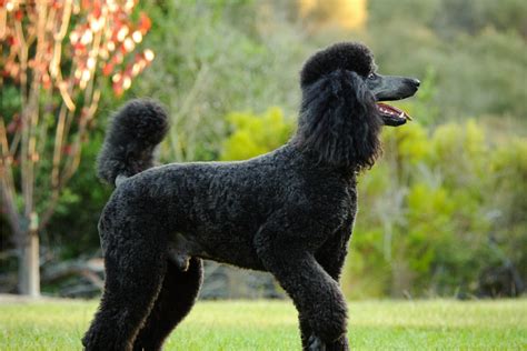 Black Poodle Exploring Popular And Rare Poodle Coat Colors