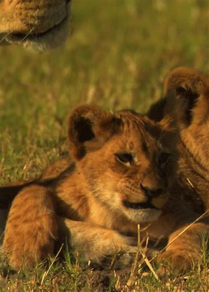 Animated Lion Lions Gifs Cub Animals Animal