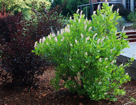 Clethra Alnifolia Ruby Spice Landscape Plants Oregon State University