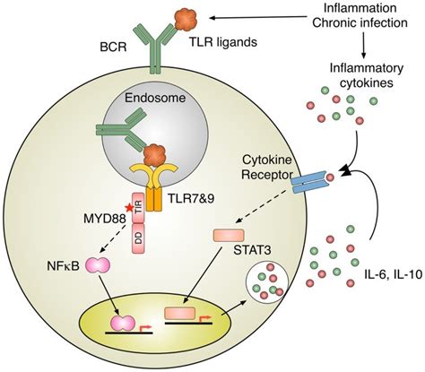 Inflammation Induces B Cell Activation Tlr Activation By Nucleic
