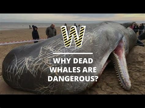The article is called the dark side of cancerians, so of course it does not represent them all; Why Dead Whales are Dangerous? Do they Explode? - YouTube