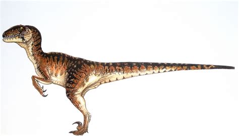 Velociraptor Facts Habitat Pictures And Diet Extinct Animals Gr2