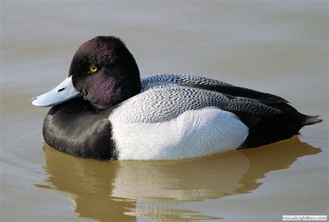 The Lesser Scaup Is Smaller But Very Similar In Appearance To The
