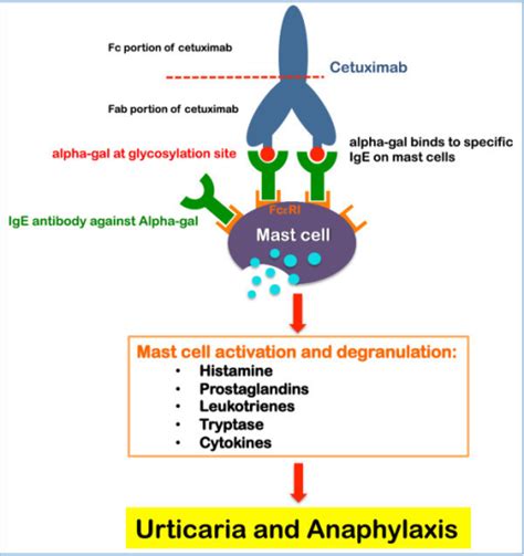 The Possible Mechanism Behind Cetuximab Induced Allergi Open I
