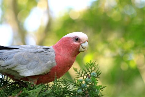 8 Top Lesser Known Pet Bird Species
