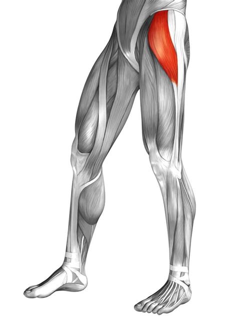 Tensor Fasciae Latae Muscle Leg Muscles Anatomy Body Muscle Anatomy
