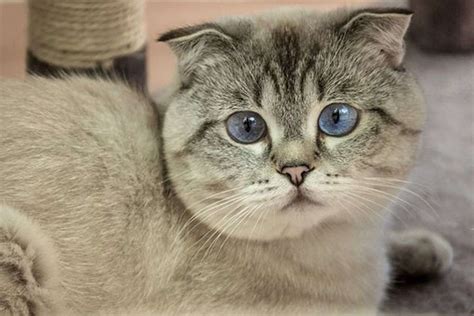 Scottish Fold Cat For Sale Tips On Chosing A Best Newborn Kitten