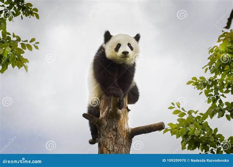 Single Panda At Tree Stock Photo Image Of Tree Wild 109209970