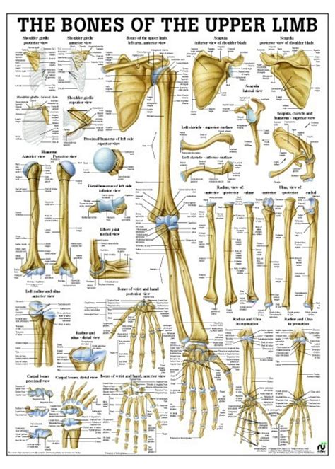Bones Of The Upper Limb Poster Clinical Charts And Supplies