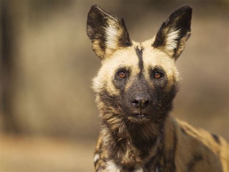 African Wild Dog Lycaon Pictus Listed As Endangered Species