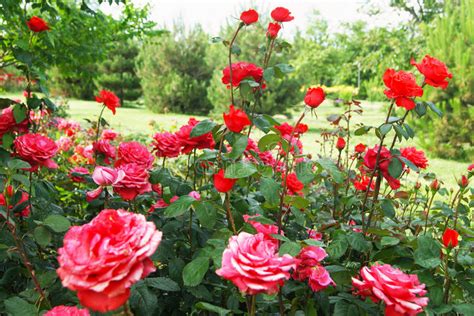 Red Roses In The Garden Stock Image Image Of Foliage 98104135