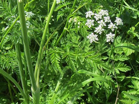 Cow Parsley Anthriscus Sylvestris