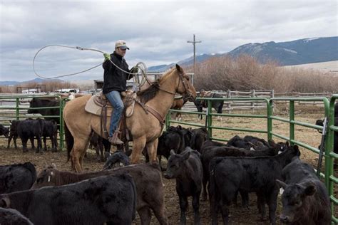 Photos Valley Ranchers Gather For Branding Days Multimedia Boulder