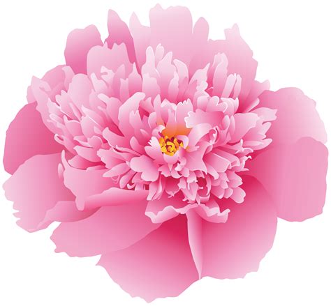 Each flower is presented with information about: Pink Peony Flower PNG Clip Art Image | Gallery ...