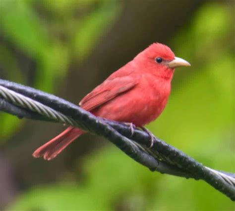 9 Birds That Look Like Cardinals With Side By Side Photos On The Feeder