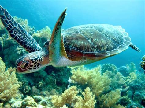 Learn more about their diet, life cycle, and threats. What Do Sea Turtles Eat? It's Not What You Think