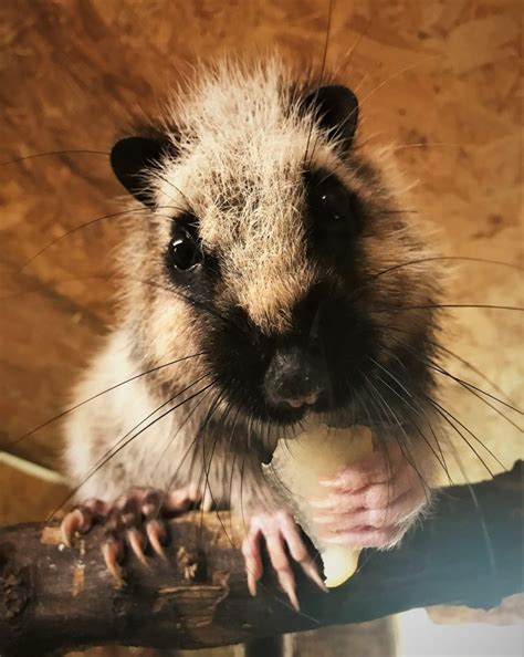 These giant cloud rats live in the treetops of misty mountain forests, and they fill an ecological role occupied by squirrels in the us. Northern Luzon Giant Cloud Rat - Animal Experiences At ...