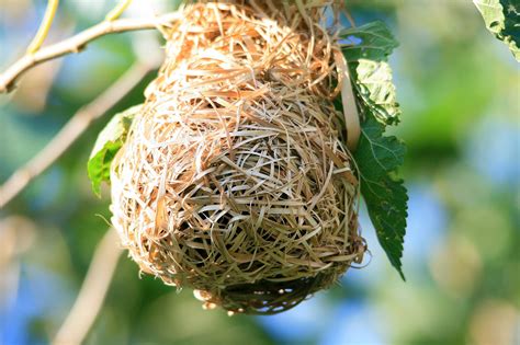 What Do Birds Do When Their Nest Is Destroyed Just Watching Birds