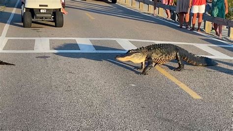 3 Alligators Crossing The Road 20200712 Youtube