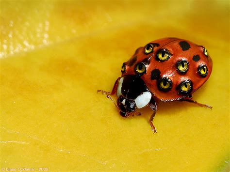 60 Cool Is A Ladybug Poisonous Insectpedia