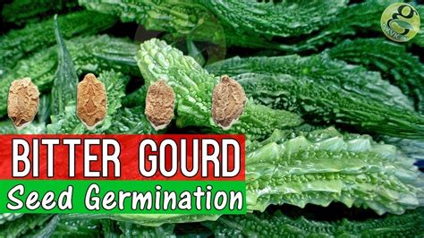 How To Grow Bitter Gourd From Seed Germination Garden Tips In English Bitter Melon Youtube