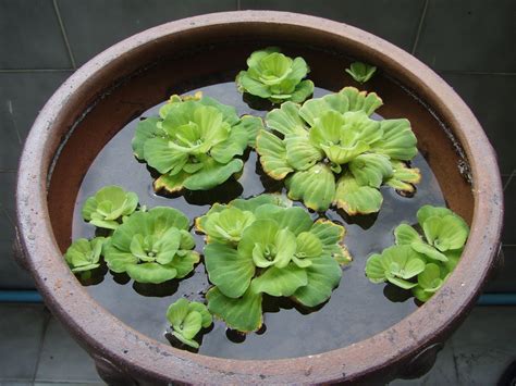 Some people also advise adding a fountain or pond pump to keep the water moving. 10 Popular Pond Plants | Pond plants, Container water gardens, Small water gardens
