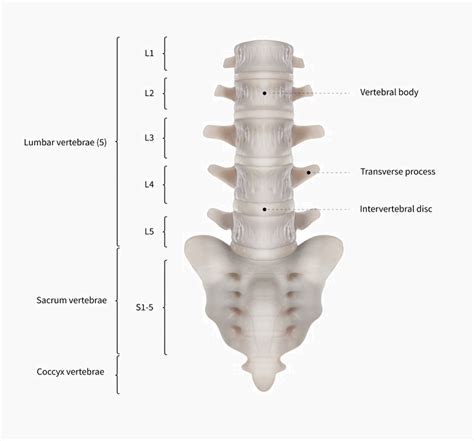 Lumbar Vertebrae Definition Function And Structure Biology Dictionary