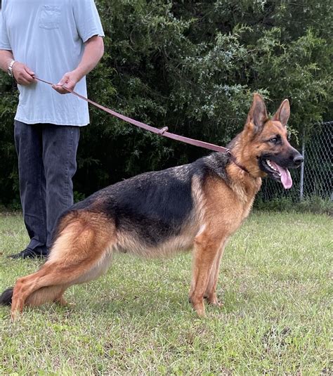 Shelby Vom Nevadahaus German Shepherd Breeding Female