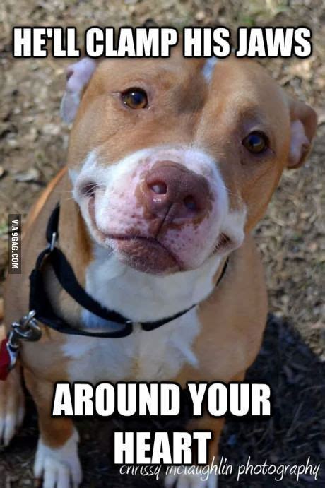 Ridiculously Photogenic Dog X Memesridiculously