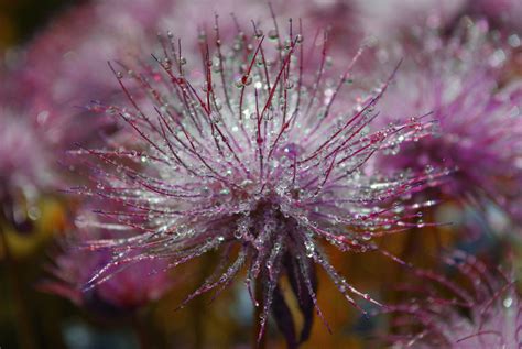 Wallpaper Nature Branch Pollen Blossom Flower Flora Drops Petal Wildflower Botany