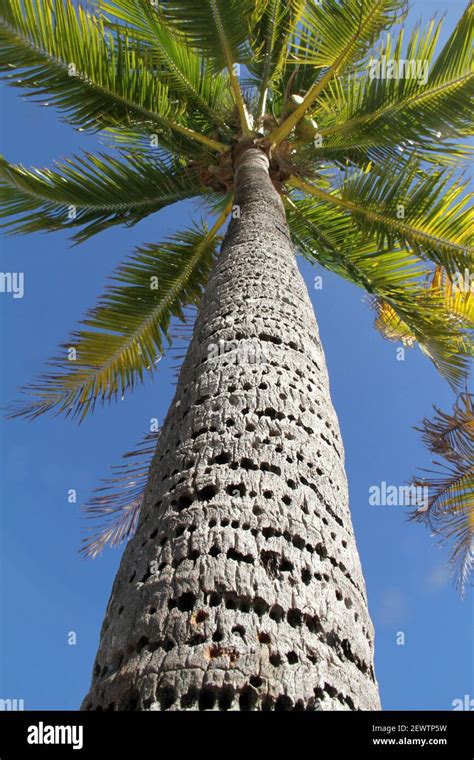 Florida Usa Palm Tree Against Blue Sky Hundreds Of Holes Drilled By Sapsuckers In The Trunk