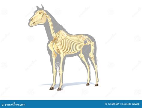 Horse Anatomy Skeletal System Stock Illustration Illustration Of